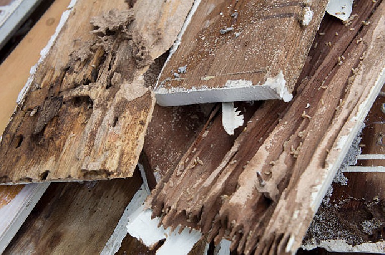 do termites eat painted wood