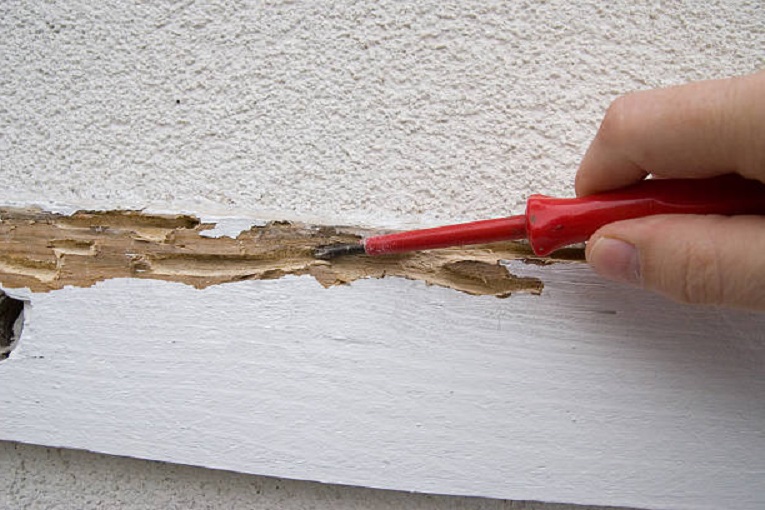 termite damage in painted wood